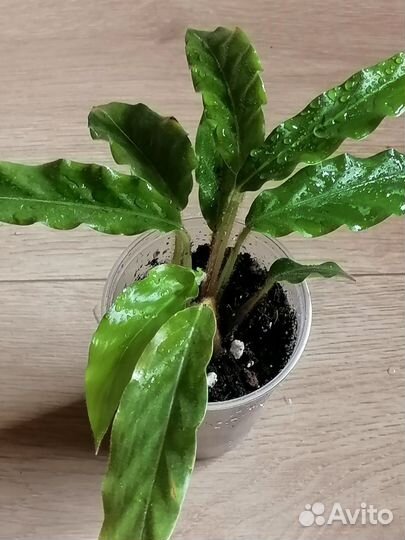 Декоративные растения