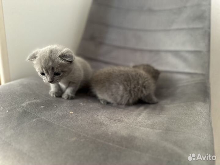 Британская короткошерстная