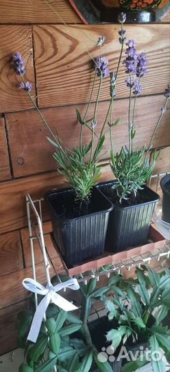 Лаванда саженцы