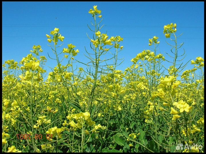 Семена Горчицы Желтой (Сарептской) опт