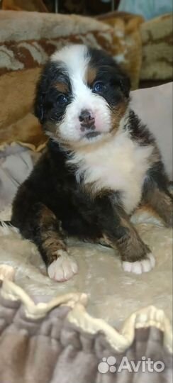 Бернский зенненхунд щенок