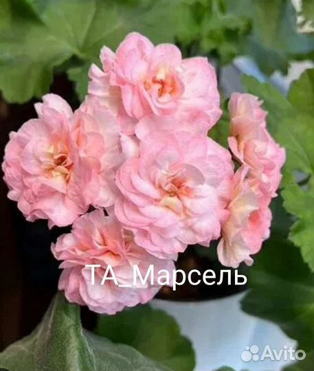 Пеларгония сортовая