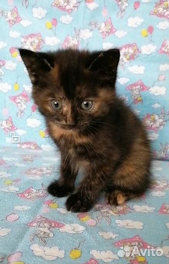 Отдам в хорошие руки хорошеньких котят