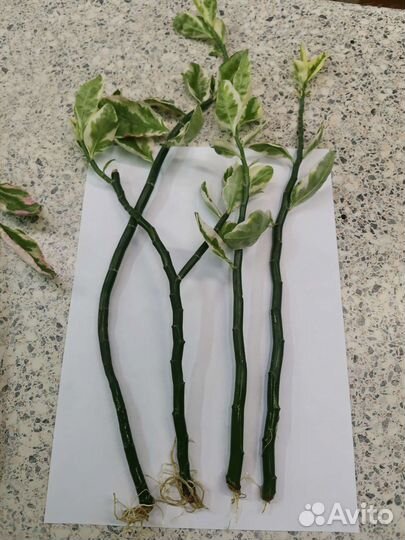 Педилантус