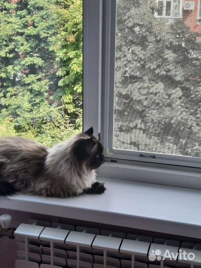 Сетка Антикошка