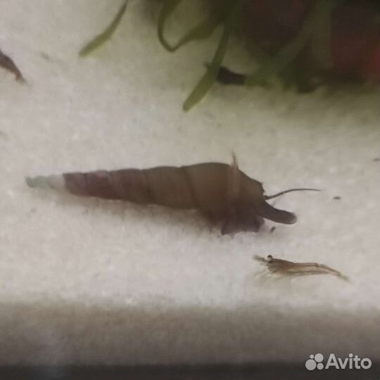 Аквариумные креветки, улитка мелания