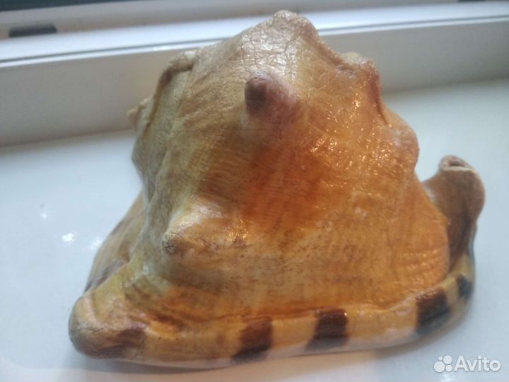 Морская раковина большая