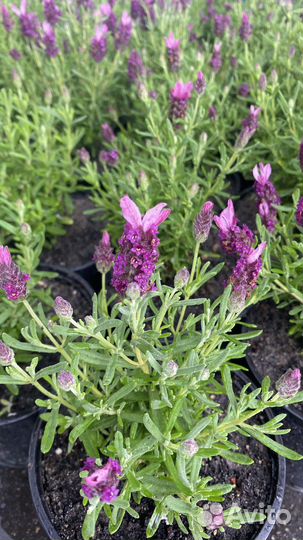 Лаванда Роуз Дип