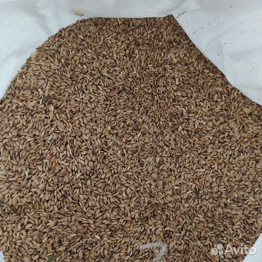 Семена расторопши