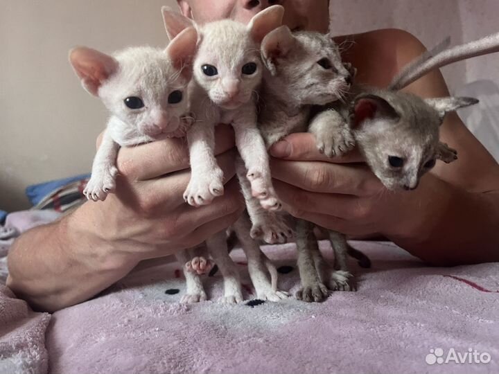Котята сфинкс