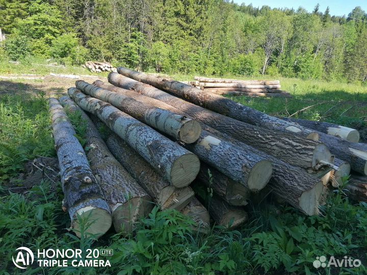 Кругляк Осины