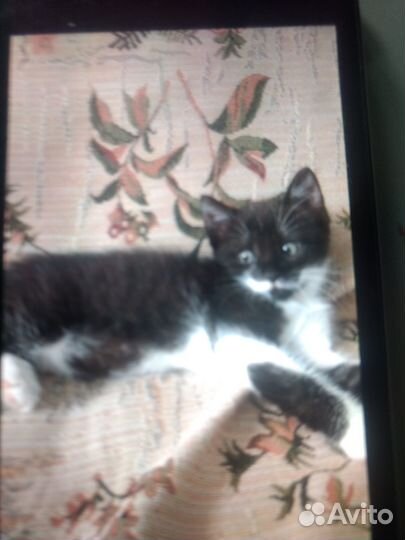 Котик в добрые руки
