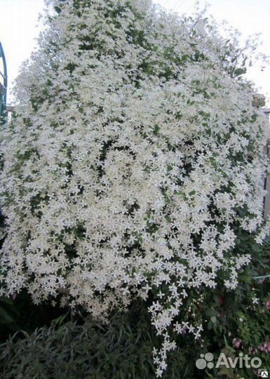 Клематис маньчжурский