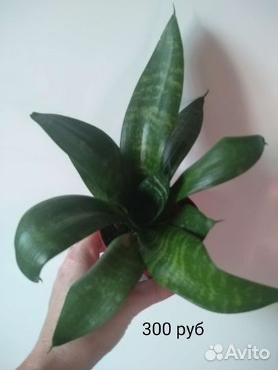 Сансевиерии разные