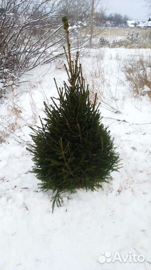 Ель новогодняя живая