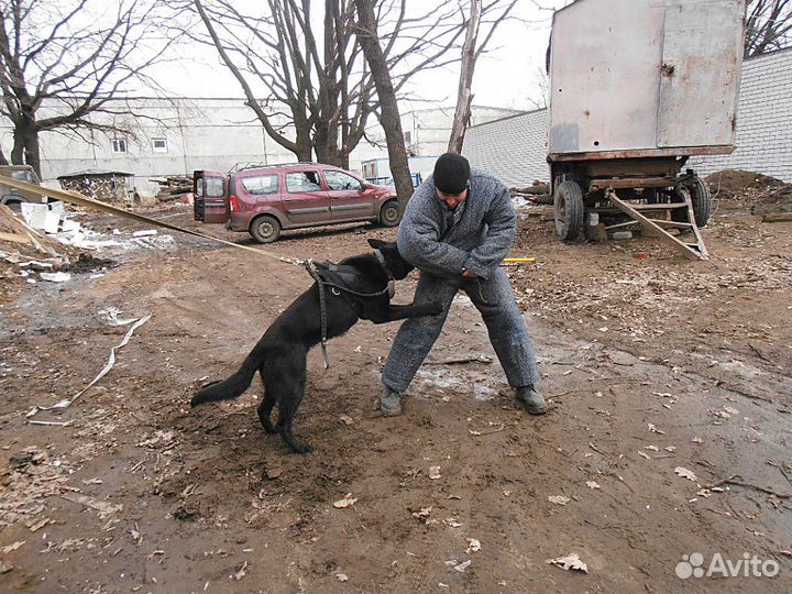 Щенок немецкой овчарки