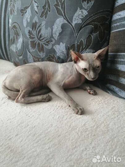 Канадский сфинкс