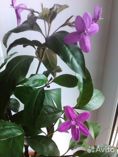 Комнатные растения-2