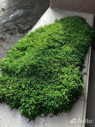 Мох пластовой стабилизированный