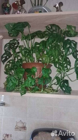 Монстера манки