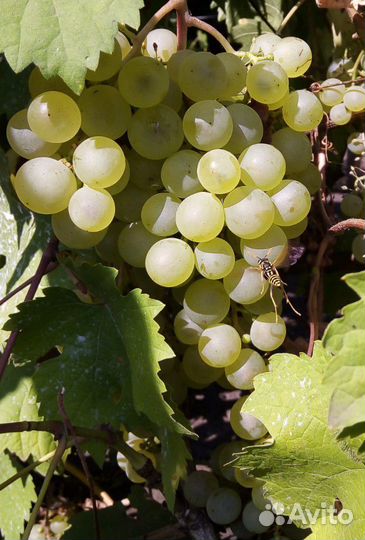 Виноград