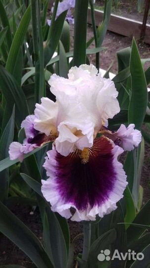 Ирисы бородатые сортовые