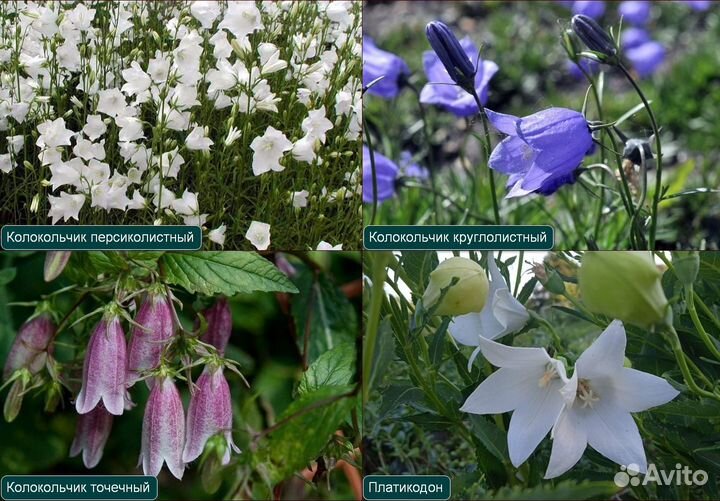 Многолетники