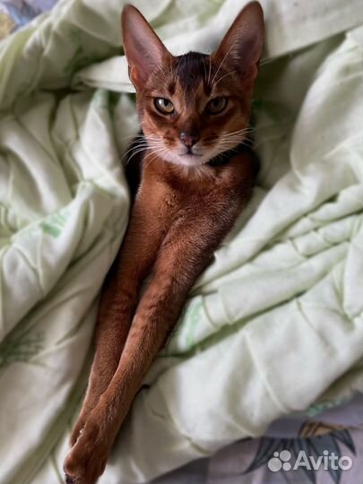 Абиссинская кошка вязка