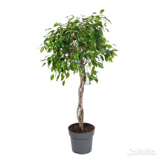 Стильные растения