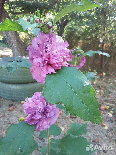 Гибискус сирийский