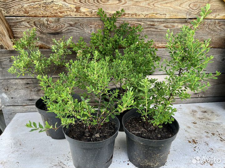 Спирея ниппонская белая Сноумаунд