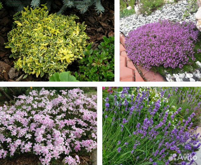 Декоративные растения для сада