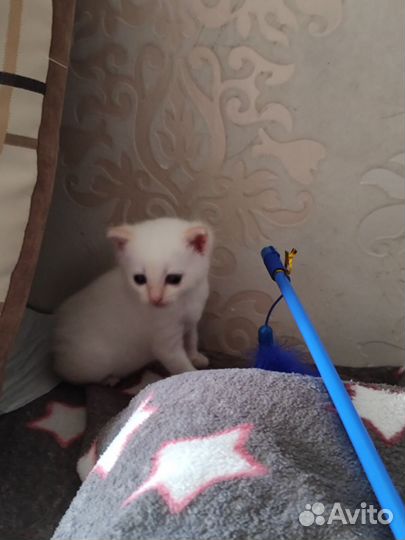 Белый котенок девочка басплатно