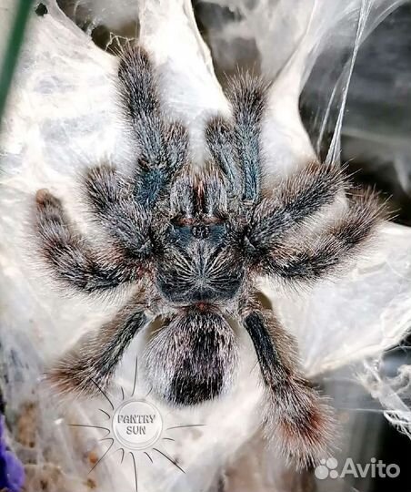 Avicularia metallica подростки с о/п