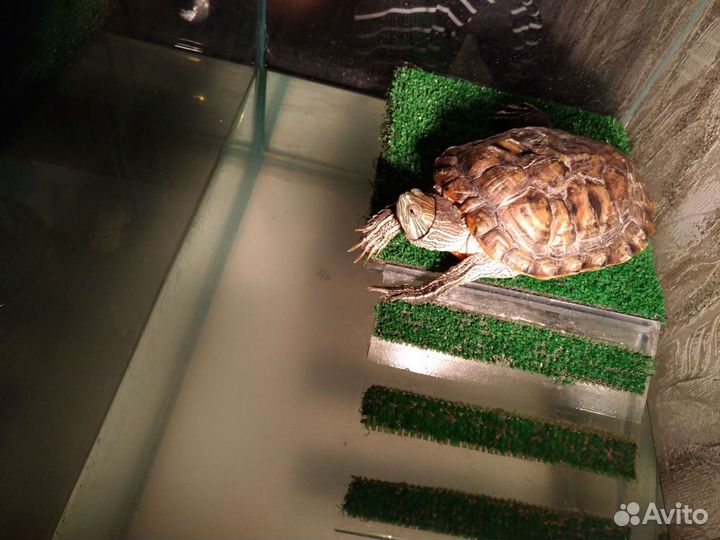 Мостик для черепахи