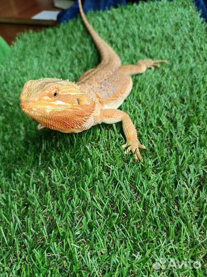 Бородатая агама