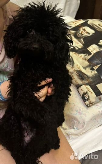 Той-пудель вязка