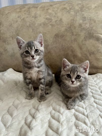 Британские котята табби