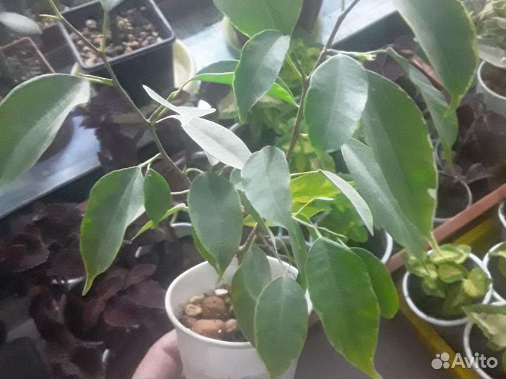 Фикус бенджамина