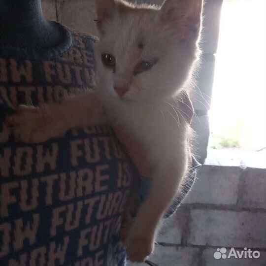 Котёнок Дворняшка