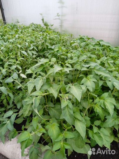 Рассада помидор