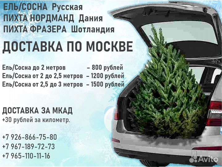 Живые елки, доставка, сосна оптом