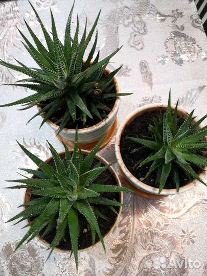 Алоэ декоративный