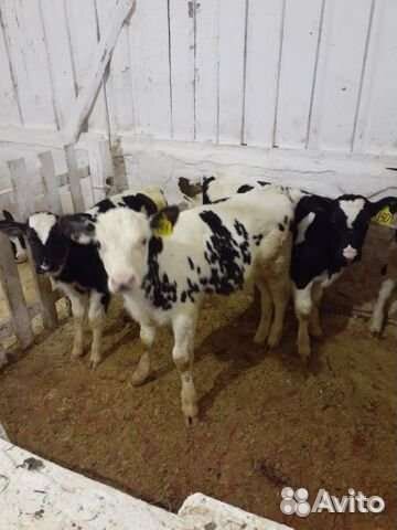 Бычки телята породитстые мясного направления