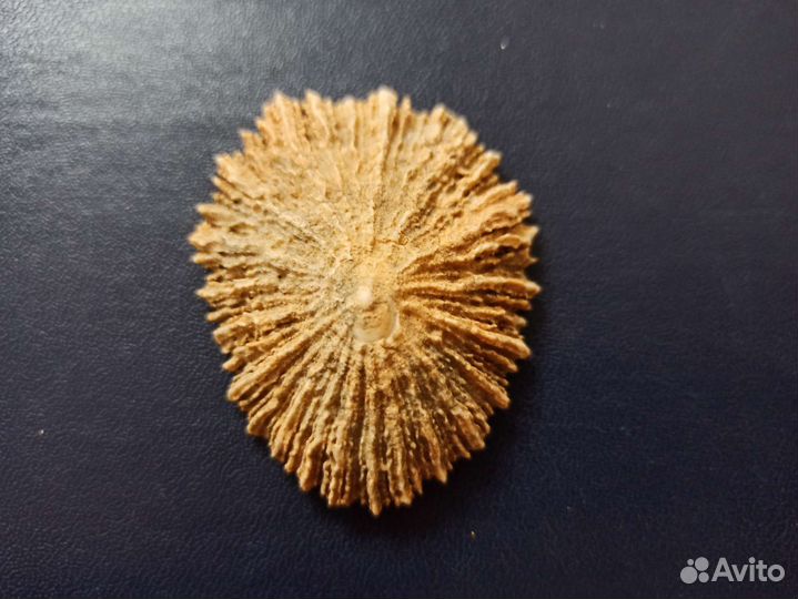 Морская раковина