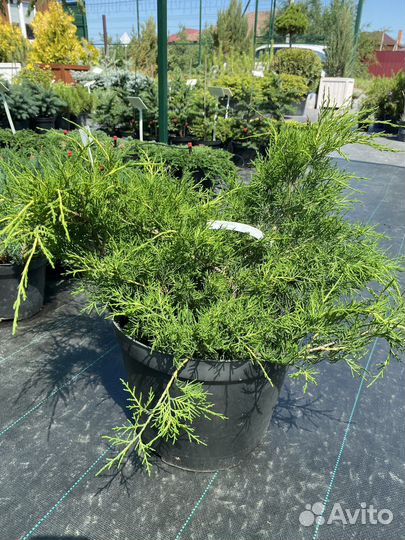 Можжевельник средний Олд Голд