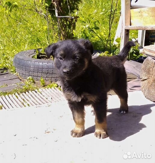 Щенок дворянской породы