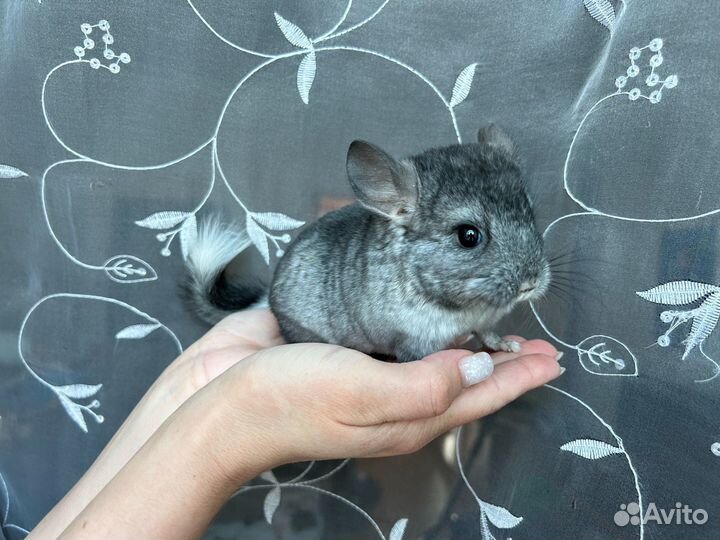 Шиншилла