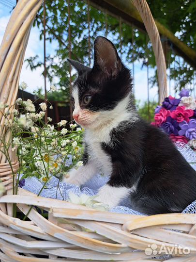 Котёнок в добрые ручки