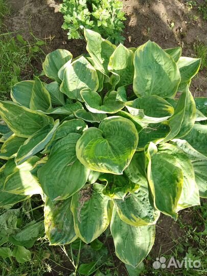 Хоста растение